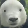 fatasshead