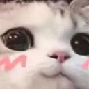 cutecat