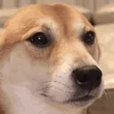 dogevibeando