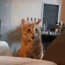 catshocked