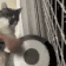 catdinkdonk