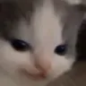 heheevilcat
