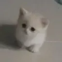 cat_tiny cat_tiny