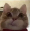 hmmmmmcat