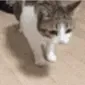 catdie