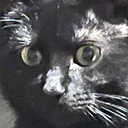 ExistentialcrisisCat Discord emoji