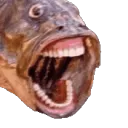 9099crazyfish