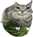 zazumelon
