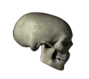 skullnospin skullnospin