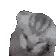 catcry1