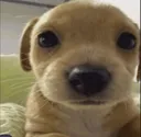Mueedie