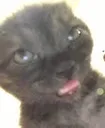 zonked