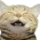 SillyHappyCat SillyHappyCat