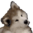 Wut