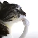 thinkingcat
