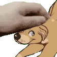 petpetsunshine
