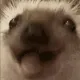 hedgiemunch hedgiemunch