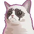 catMemes_5