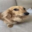 sideeyedog