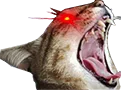 cheetah cheetah