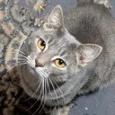 gus3