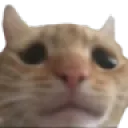 catsad