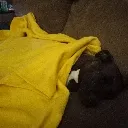 Maxcozy