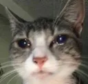 catsob