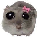 sadhamster