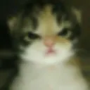 angy_cat