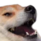 dogkek