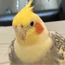 rockyy