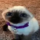 gatopelon