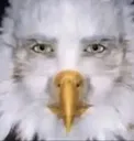 croppedeaglestare