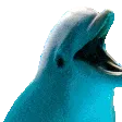 AceDolphin