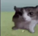 CatBoom2