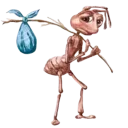 Ant Ant