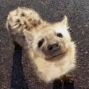 yeen yeen