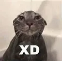 gatoxd30 gatoxd30