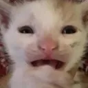 dafawkingawkin