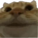 sisimiau
