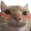 catBlush