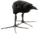 PUKEKO