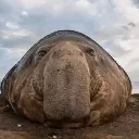 Glunkle Glunkle