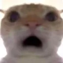 CatHuh