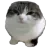 wawa wawa