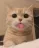 blehcat