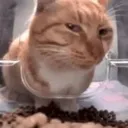 stare stare