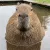 CAPYSTARE