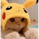 9133cutecat6